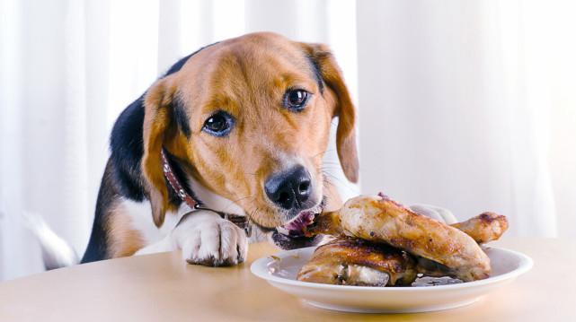 狗狗的健康，不容忽视的喂食问题（喂剩饭菜，狗狗的健康大事）