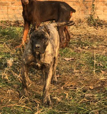 喂养加纳利犬的正确方法（健康幸福的宠物生活从饮食开始）