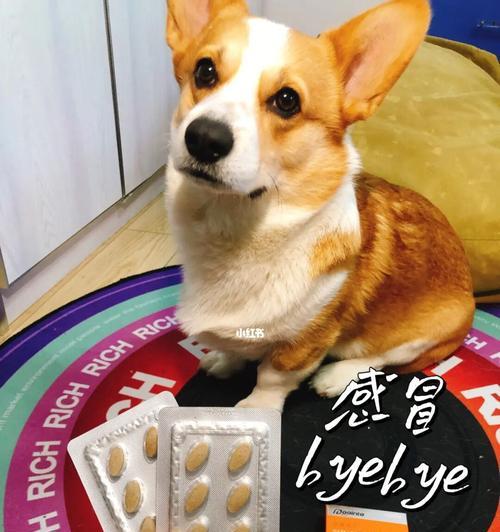 魏玛犬便秘的原因及解决方法（宠物健康的重要性、饮食习惯对便秘的影响、缓解便秘的方法）