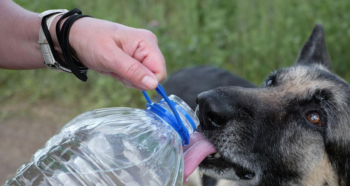 夏季宠物养护（如何防止狗狗夏季口渴？防晒、给水、避免高温等多措并举）