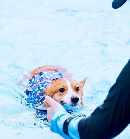 如何让宠物狗狗避暑过夏天（15个小贴士帮助狗狗度过炎热的夏天）