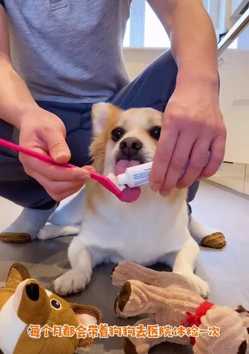 狗狗口腔健康需要关注的方法（从刷牙开始，让宠物更健康快乐）