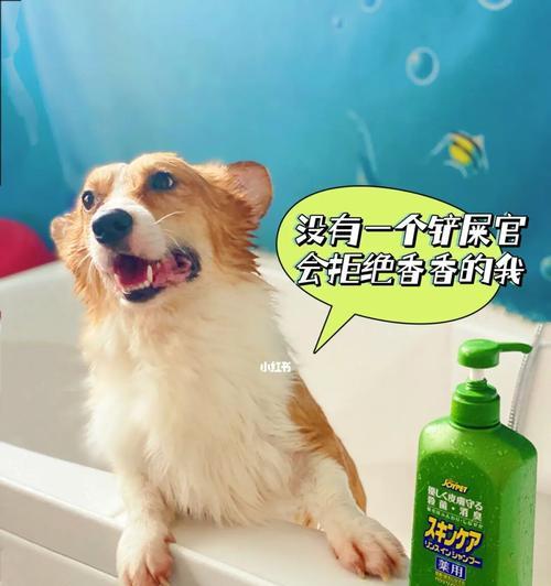 如何确定小狗狗何时可以洗澡？（以宠物为主，让你的小狗狗健康美丽！）