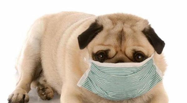 小狗咳嗽干呕的原因与治疗（探究小狗咳嗽干呕的症状及治疗方法）