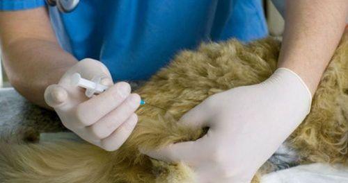 小猫咪冬天是否适合接种疫苗？（宠物健康的必需品——疫苗，接种前需要知道什么？）