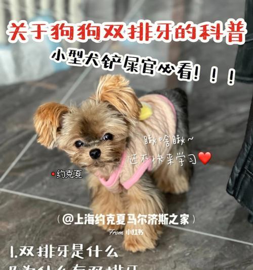 如何保护小型犬的牙齿健康（宠物主人必读！小型犬的牙齿保健小技巧）