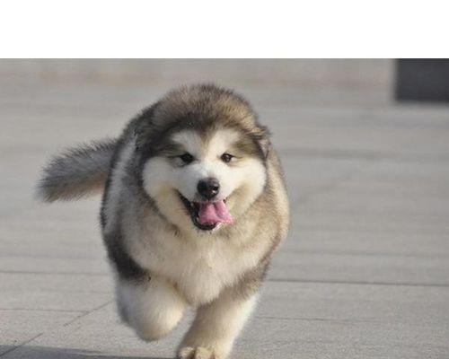 如何训练阿拉斯加雪橇犬（了解阿拉斯加雪橇犬的特点和训练技巧）