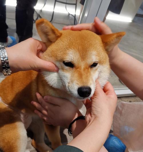 训练柴犬听话的三大要点（成为一位懂得教育宠物的主人）