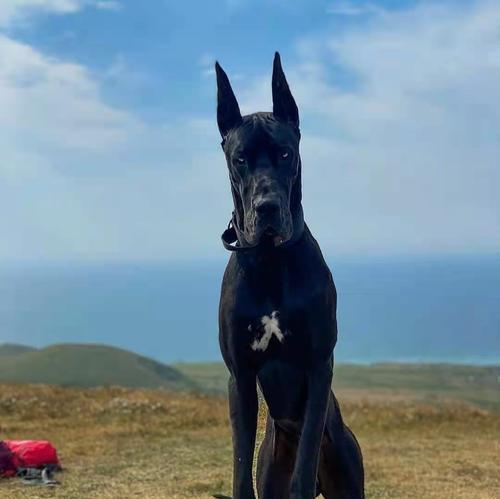 如何训练大丹犬禁止扑陌生人（建立宠物与陌生人的和谐相处）