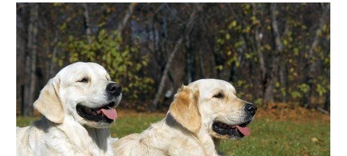 如何训练金毛幼犬成为好宠物（注意事项和技巧让金毛幼犬成长）