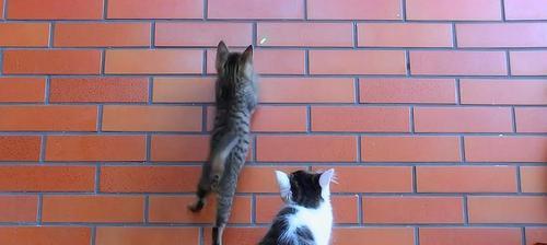 如何训练猫咪跳跃钻圈（以宠物为主，简单易行的训练方法）