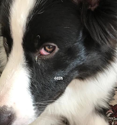 狗狗眼睛发红，原因和应对方法详解（宠物眼睛发红有哪些原因？如何及时给狗狗治疗？）