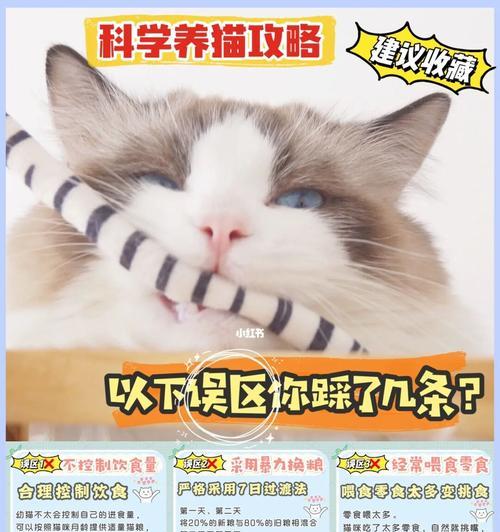 养猫咪，避开这几个误区！（宠物爱好者必看，养猫攻略不可错过！）