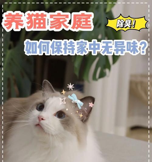 减少猫咪异味，让宠物生活更舒适（养猫族必看！如何减少猫咪异味？）