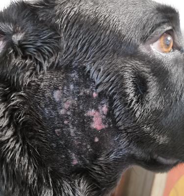 宠物狗皮肤病的治疗与预防（如何保护狗狗免受皮肤病之苦）