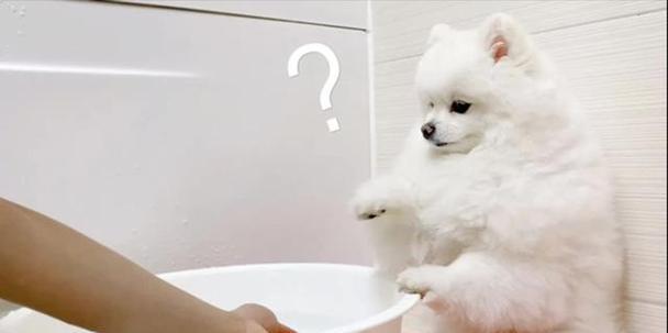 为什么有些狗狗不爱洗澡？（探究狗狗对洗澡的不适应及解决方法）