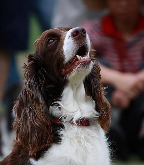 如何安全地带着宠物可卡犬散步（注意事项和技巧分享，让你和宠物都能愉快地享受散步时光）