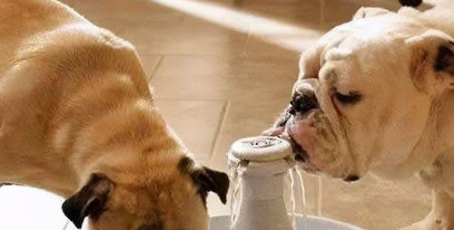 冬季如何给宠物狗洗澡（温水、吹干、保暖，让宠物狗在冬天洗澡的正确姿势）