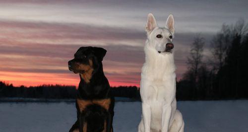 冬季狗狗养护必知！（从生活、饮食、运动多方面关爱爱宠，让它过一个温暖健康的冬天！）