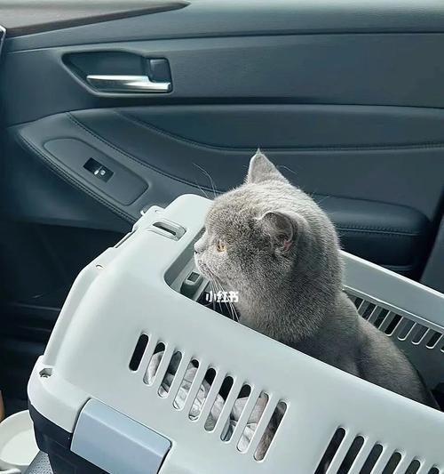 宠物猫咪在乘车时易出现不适症状（探究乘车对猫咪健康的影响，了解如何保护它们的舒适度）