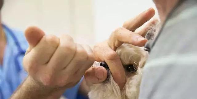 如何有效预防沙皮犬的眼虫病？（宠物爱护必备，做好眼虫病防治）