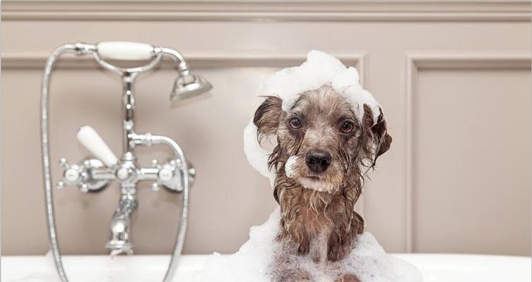 正确使用狗狗沐浴露的技巧（让您的宠物洁净、健康的关键）