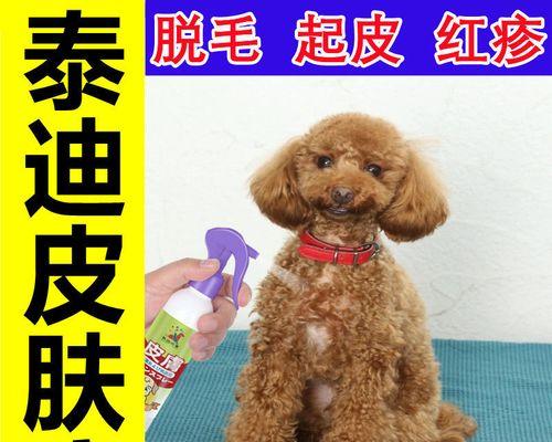 治疗泰迪犬皮肤病的有效方法（以宠物为主，让泰迪摆脱皮肤问题）