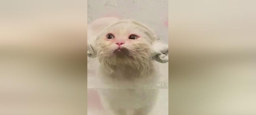 猫咪为什么不能经常洗澡？（探究洗澡对猫咪的影响和正确的洗澡方法）