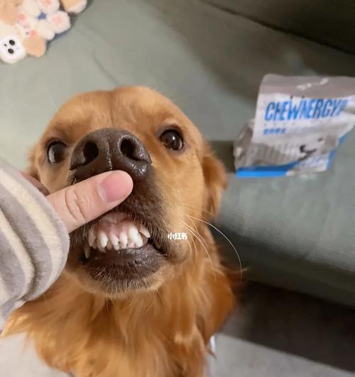 如何让宠物狗狗适应刷牙？（有效的方法与技巧）