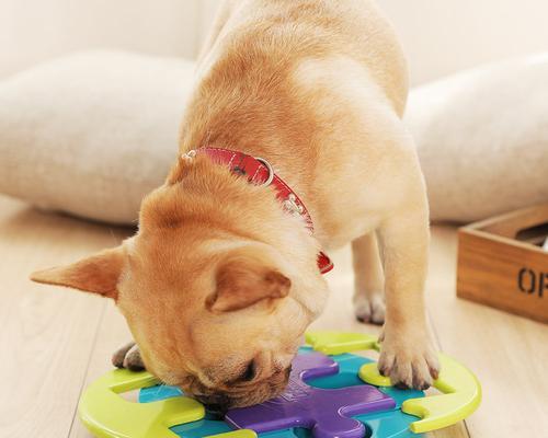如何让宠物狗狗喜欢玩具球球（通过适当的训练和互动，激发狗狗的兴趣爱好）