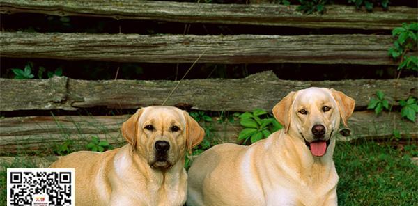 如何训练拉布拉多大小便？（以宠物为主，从小到大，帮助你的狗狗养成良好大小便习惯。）