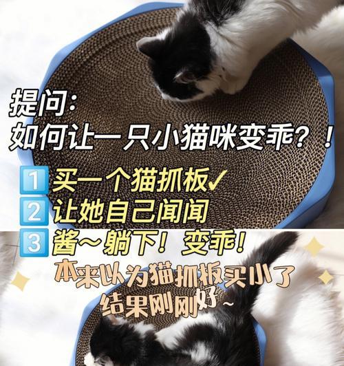 训练猫咪使用猫抓板的技巧（轻松让你的宠物远离家具损坏）