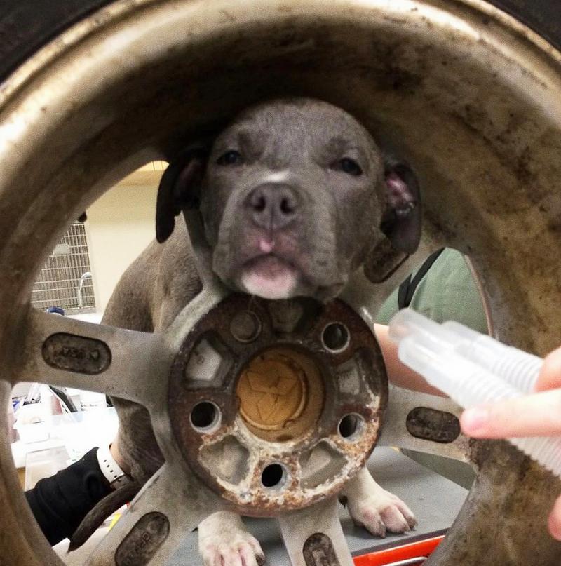 宠物爱好者必看，防止狗狗在车轮上撒尿的好方法（宠物爱好者必看，防止狗狗在车轮上撒尿的好方法）