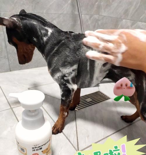 如何为长毛狗狗选择合适的沐浴露？