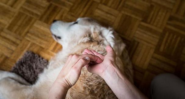 如何照顾老年宠物狗（注意事项，健康保养，饮食调理，运动锻炼，心理关爱）