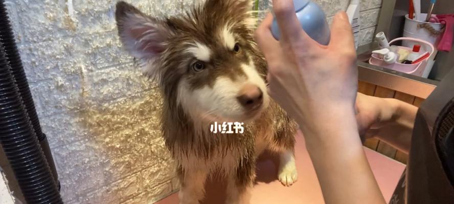宠物洗澡指南——如何在阿拉斯加给宠物洗澡（防止感冒和皮肤问题的关键诀窍）