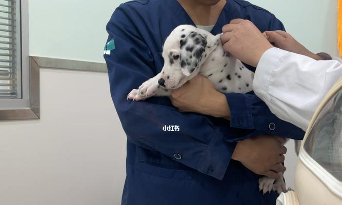 斑点狗打疫苗时间详解（以宠物为主，保护健康从疫苗开始）