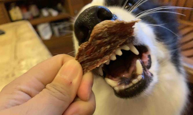 宠物狗狗的磨牙必备品推荐（让狗狗健康成长——帮助狗狗磨牙的好物有哪些？）
