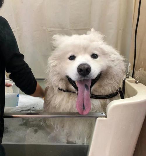 如何给一个月大的狗狗洗澡？（宠物爱好者必读，保证你爱犬干净舒适！）