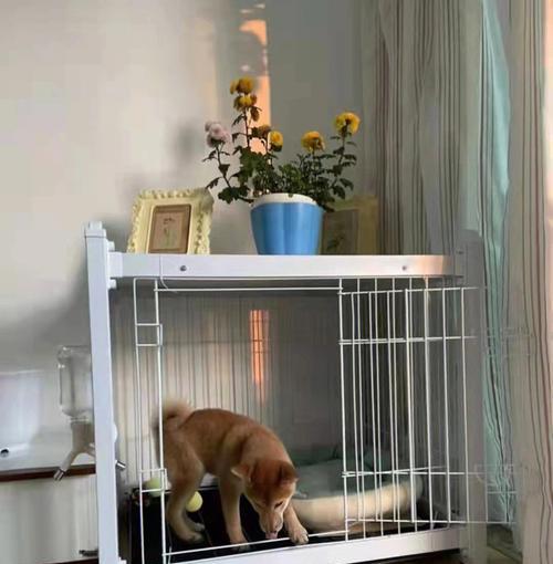 如何训练宠物狗进笼子？（基本技巧和注意事项）
