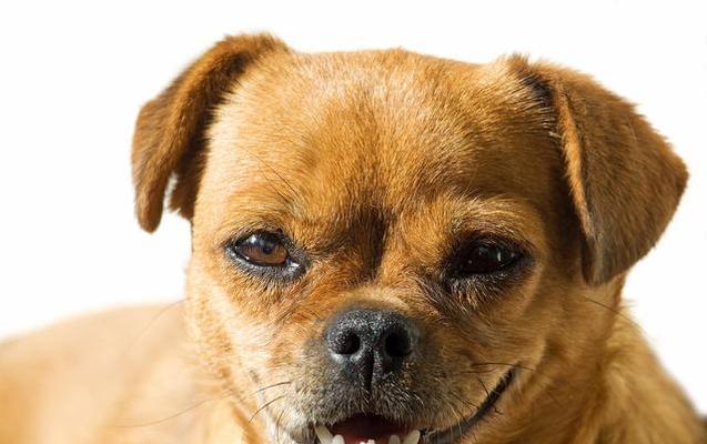 宠物狗两大日常疾病的治疗（预防胃肠炎和皮肤病，让宠物狗健康成长）