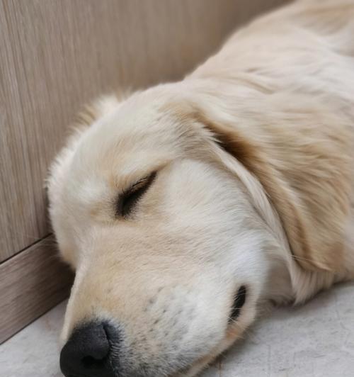 让宠友必知，如何让狗狗睡得更舒适（从环境、饮食和行为三个方面，教你打造舒适的狗狗睡眠环境）