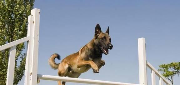 如何训练狗狗听懂“趴下”命令（宠物狗训练的必备技巧，让你的狗狗变得更听话）