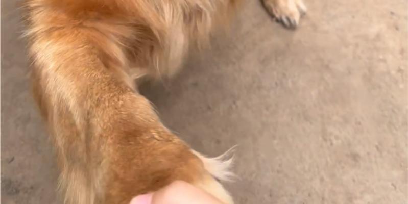 训练金毛犬握手的实用技巧（以温馨亲密为目的，从犬主的身份和技巧开始学习）
