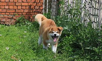训练日本秋田犬的技巧（从宠物到伙伴——打造忠诚可靠的秋田犬）