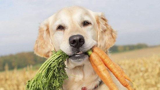 宠物小狗一个月可以吃什么？（为你的小狗做一份健康餐单！）