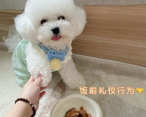 比熊犬的饮食习惯（了解比熊犬的饮食偏好，让爱它们更加简单）