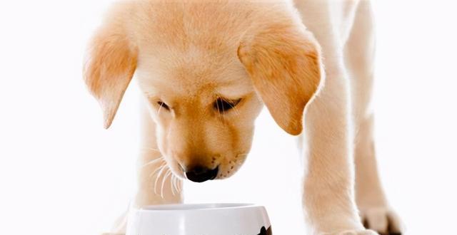 如何让幼犬养成吃狗粮的习惯（用正确的方法引导幼犬养成良好的饮食习惯）