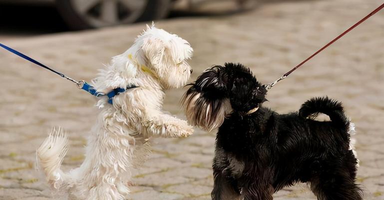 以幼犬从小服从性的培养（从养成习惯到建立信任，了解培养方法）