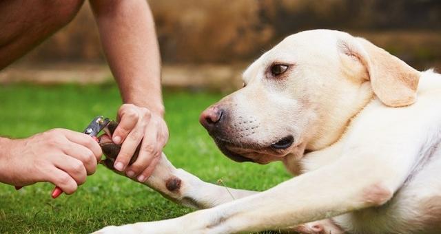 如何预防狗狗患上耳部疾病？（养护你的宠物，让它远离耳部疾病）